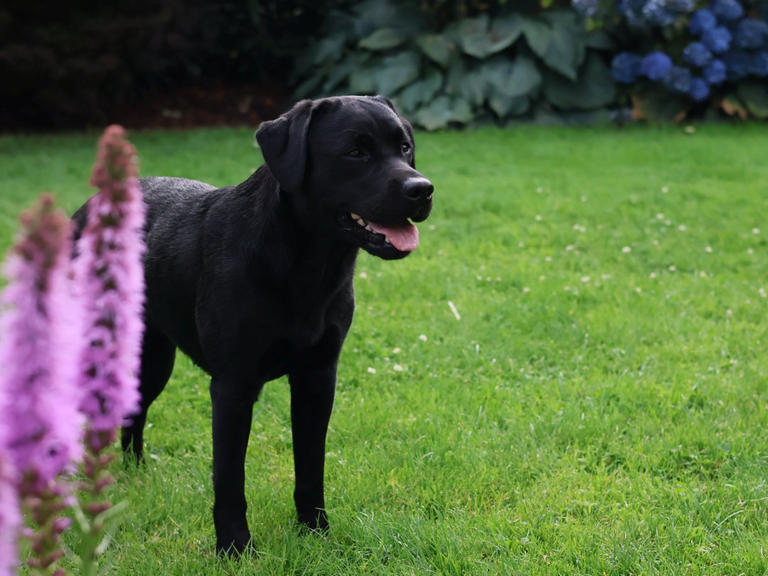 Minou im Garten in Drebber