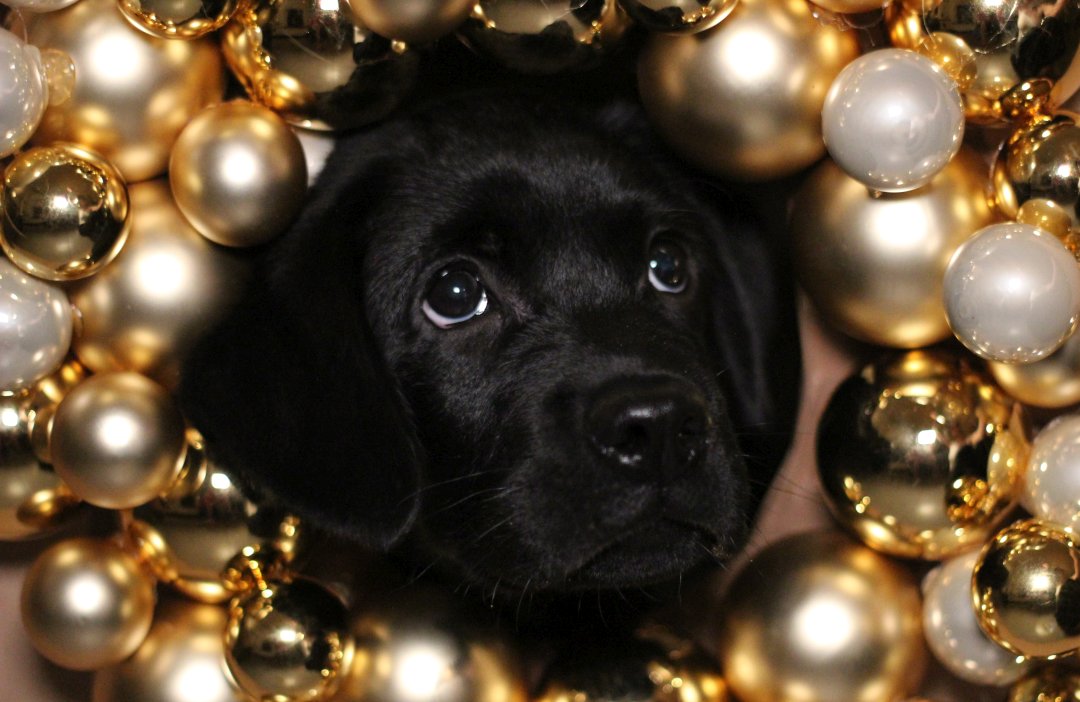 Minou als Welpe mit Weihnachtsschmuck